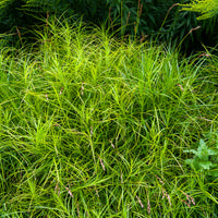 Laîche d'Amérique - Carex - Carex muskingumensis - Bakker