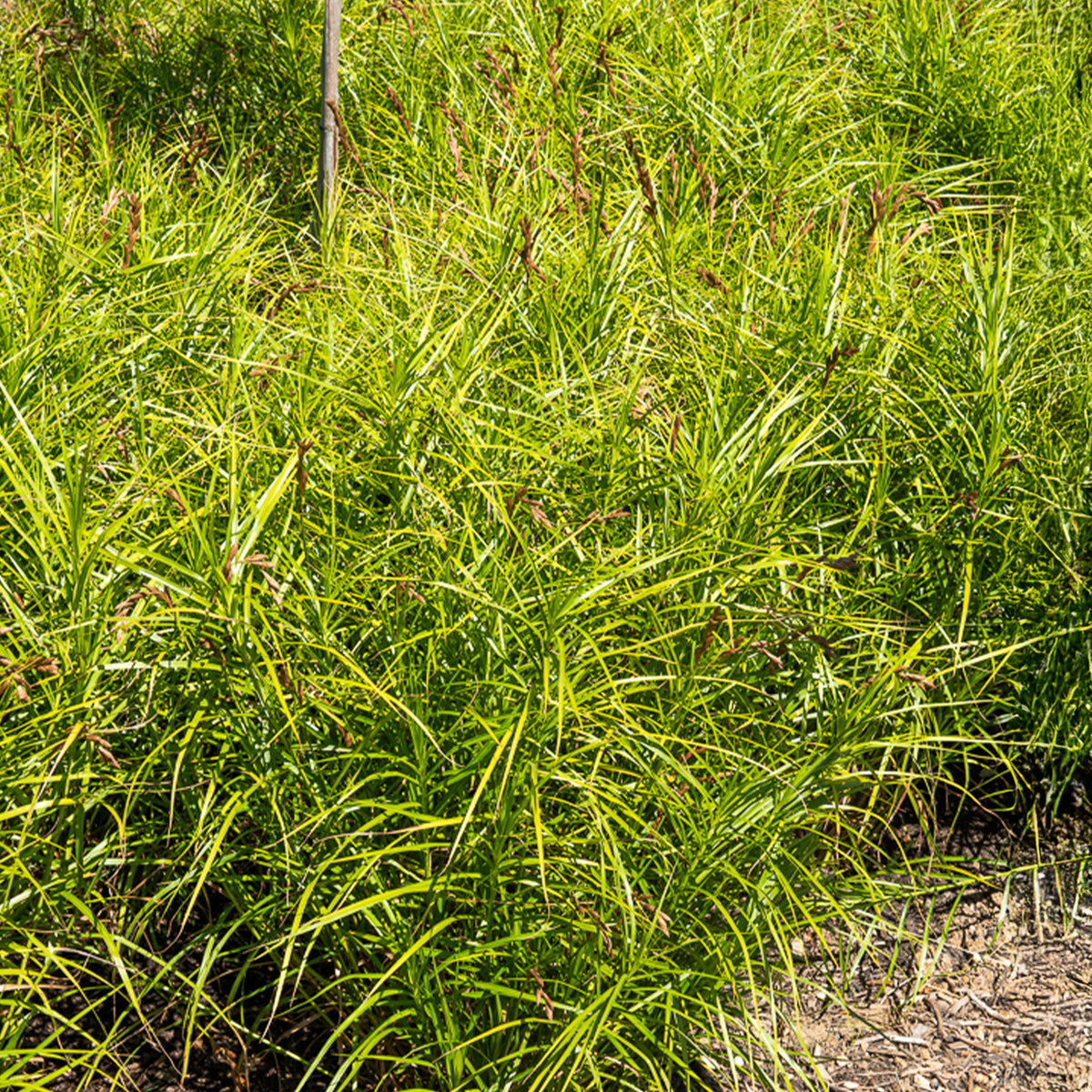 Laîche d'Amérique - Carex - Bakker