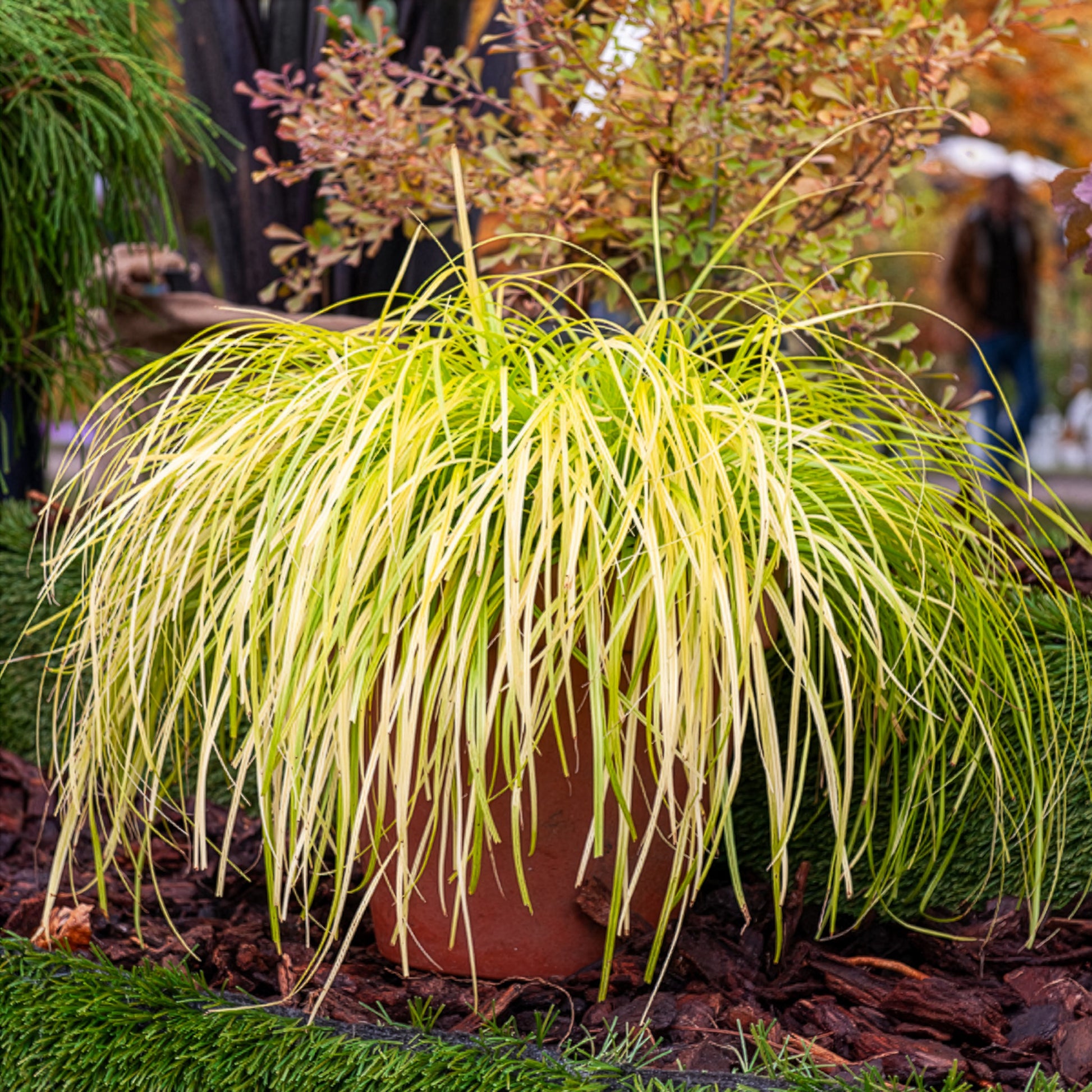 Laîche d'Oshima Everillo® - Carex - Bakker