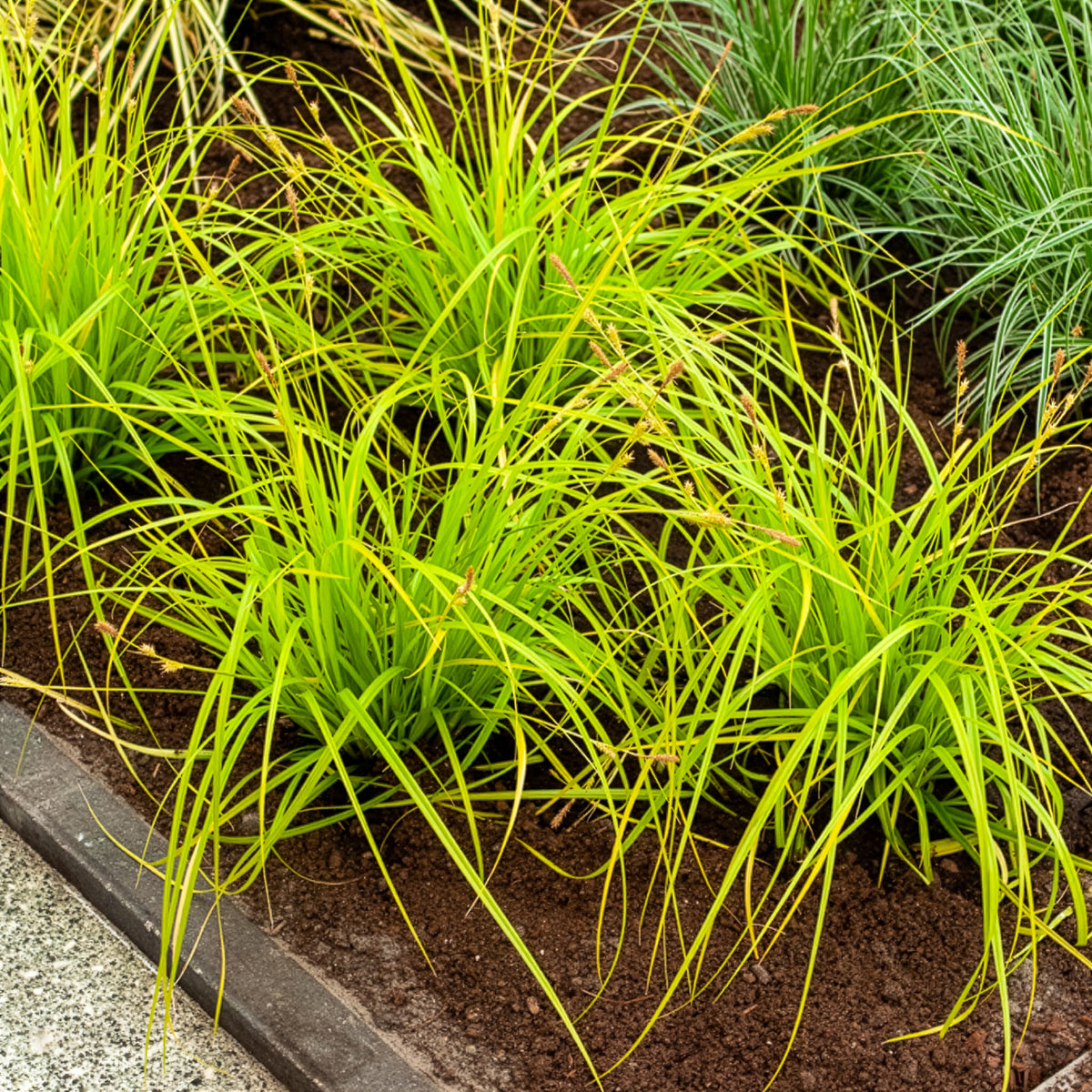 Laîche d'Oshima Everillo® - Carex - Carex oshimensis Everillo - Bakker