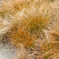 Laîche orange - Carex - Carex testacea - Bakker