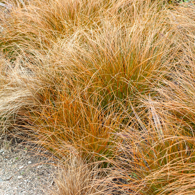 Laîche orange - Carex - Carex testacea - Bakker