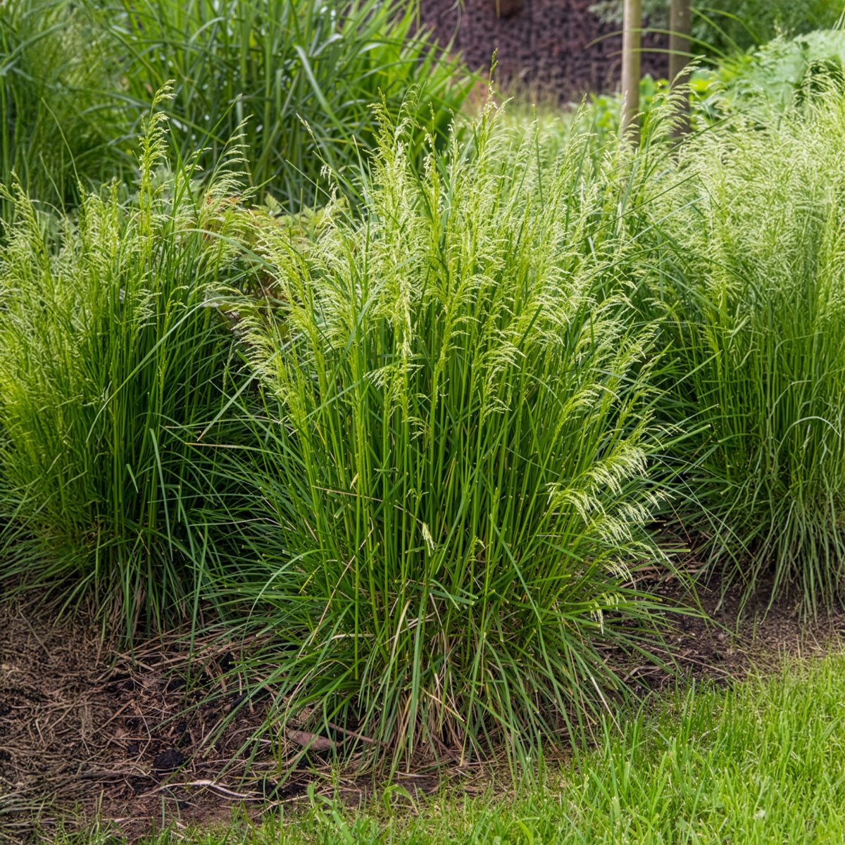 Canche - Canche cespiteuse - Deschampsia cespitosa