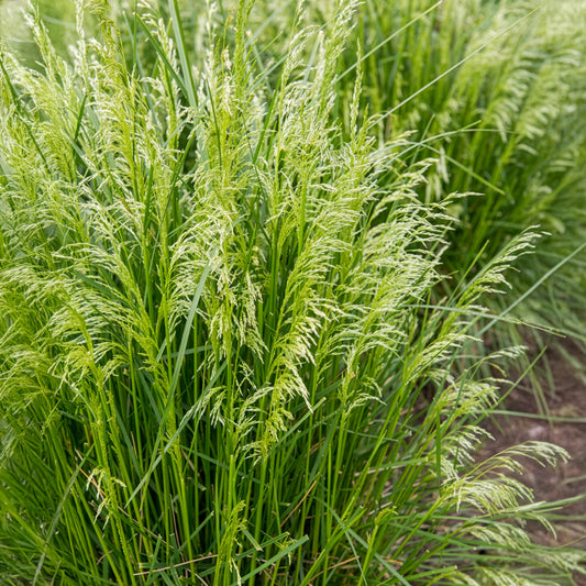 Canche cespiteuse - Bakker