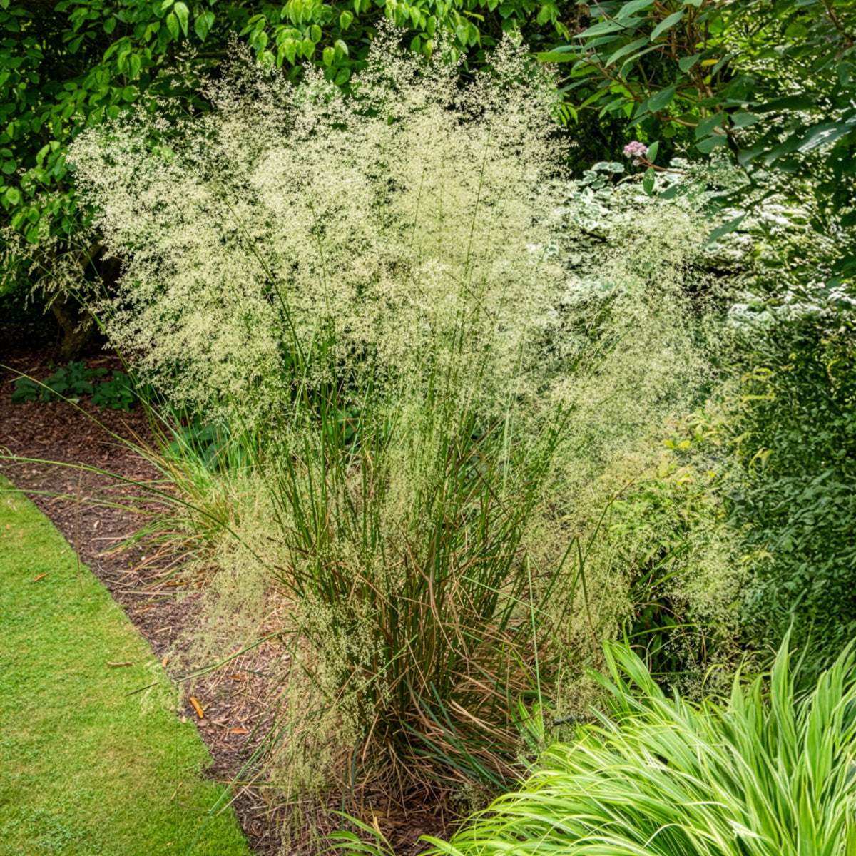 Canche cespiteuse - Deschampsia cespitosa - Bakker