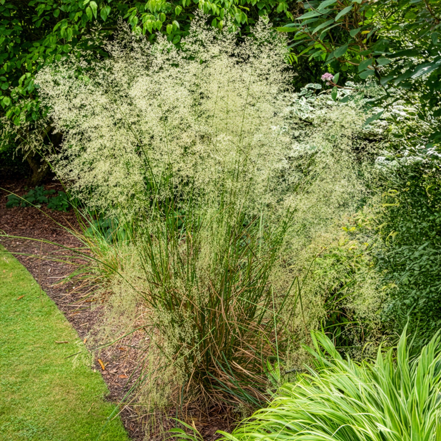 Canche cespiteuse - Deschampsia cespitosa - Bakker