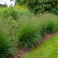 Deschampsia cespitosa - Canche cespiteuse - Canche