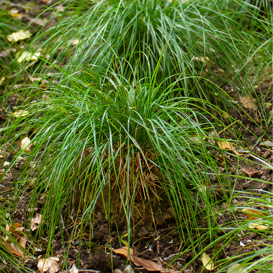 Canche cespiteuse Goldschleier - Bakker