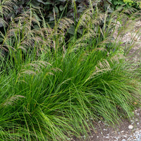Vente Canche cespiteuse Goldtau - Deschampsia cespitosa goldtau