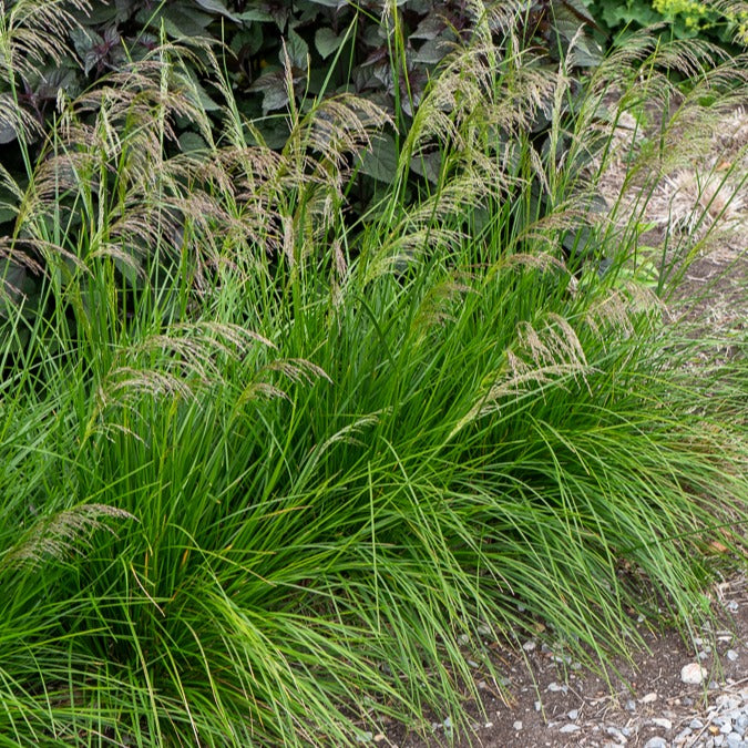 Vente Canche cespiteuse Goldtau - Deschampsia cespitosa goldtau