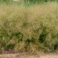 Canche - Canche cespiteuse Goldtau - Deschampsia cespitosa goldtau