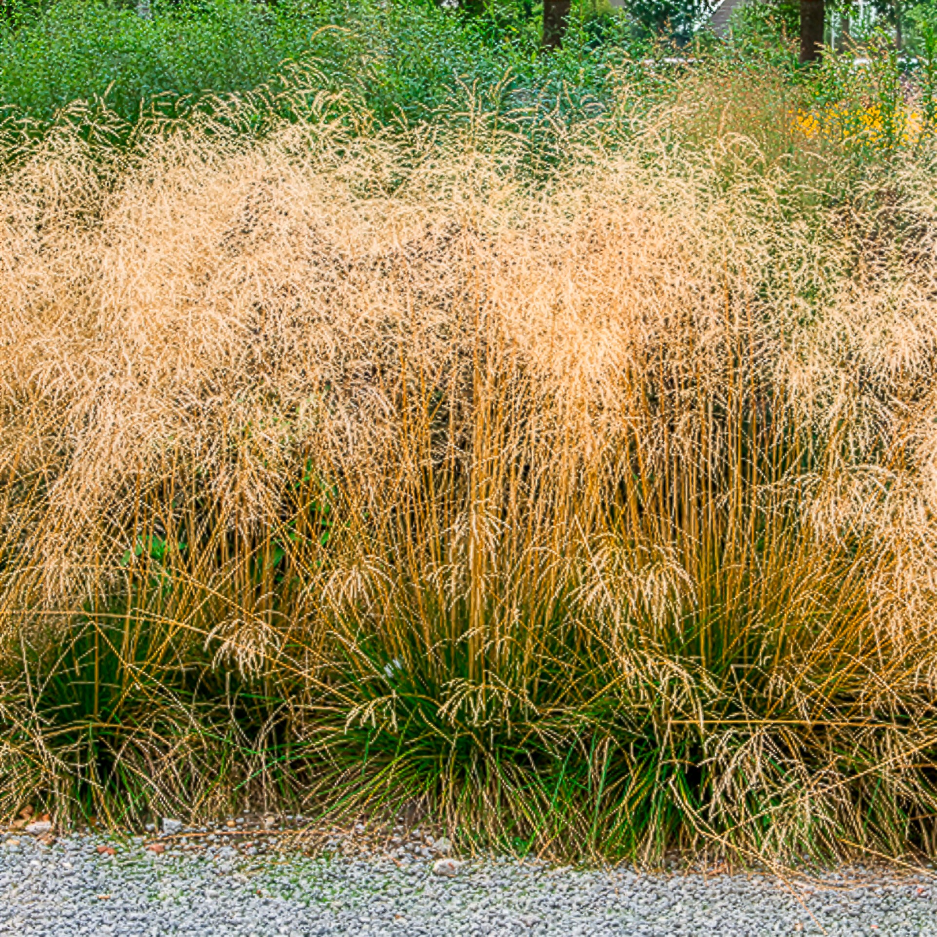 Deschampsia cespitosa goldtau - Canche cespiteuse Goldtau - Canche