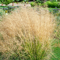 Canche cespiteuse Goldtau - Deschampsia cespitosa goldtau - Bakker