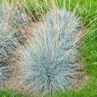 Festuca glauca Elijah Blue - 3 Fétuques bleues Elijah Blue - Fétuque