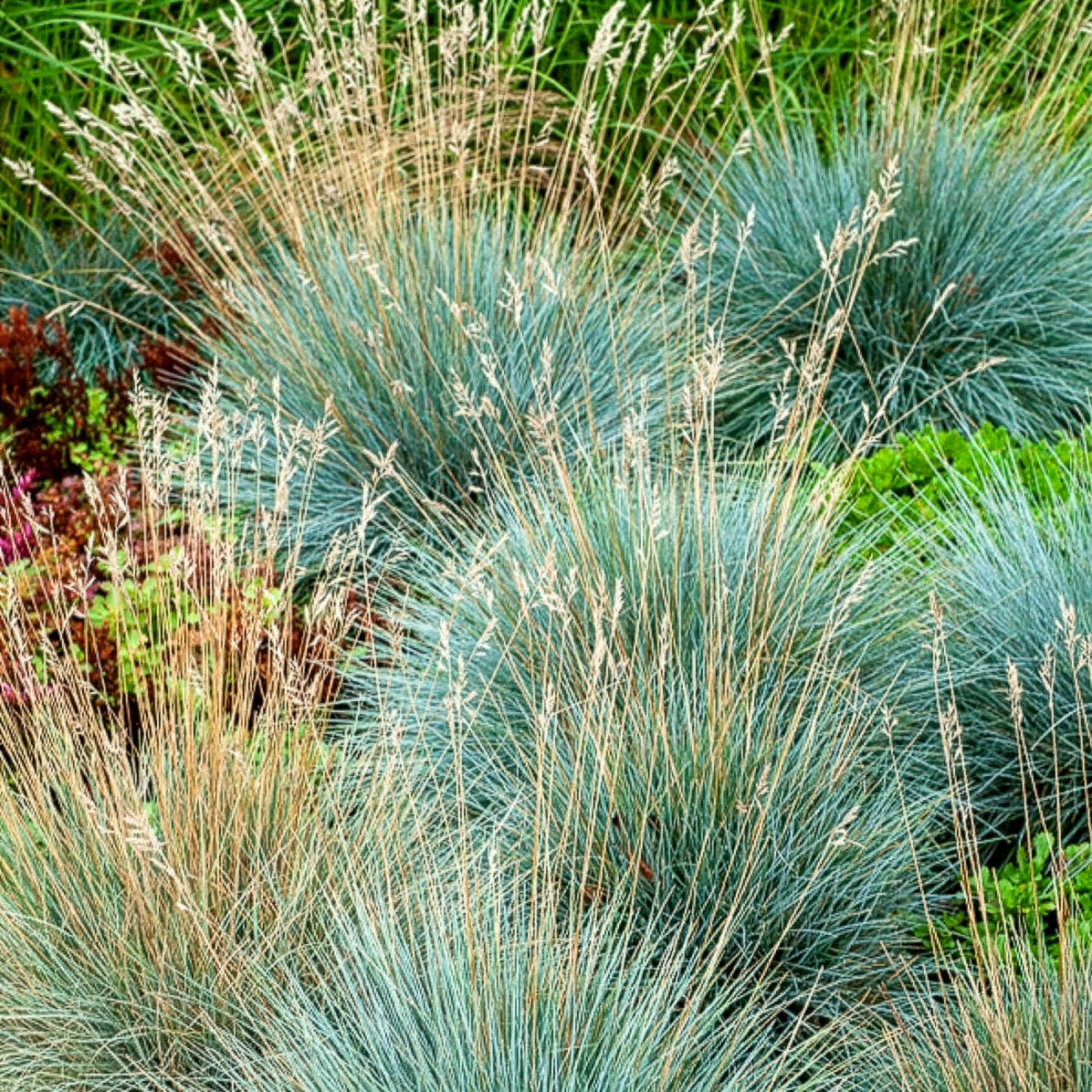 Graminées - 3 graminées pour sol sec  - Pennisetum alopecuroides,Stipa tenuissima ,Festuca glauca
