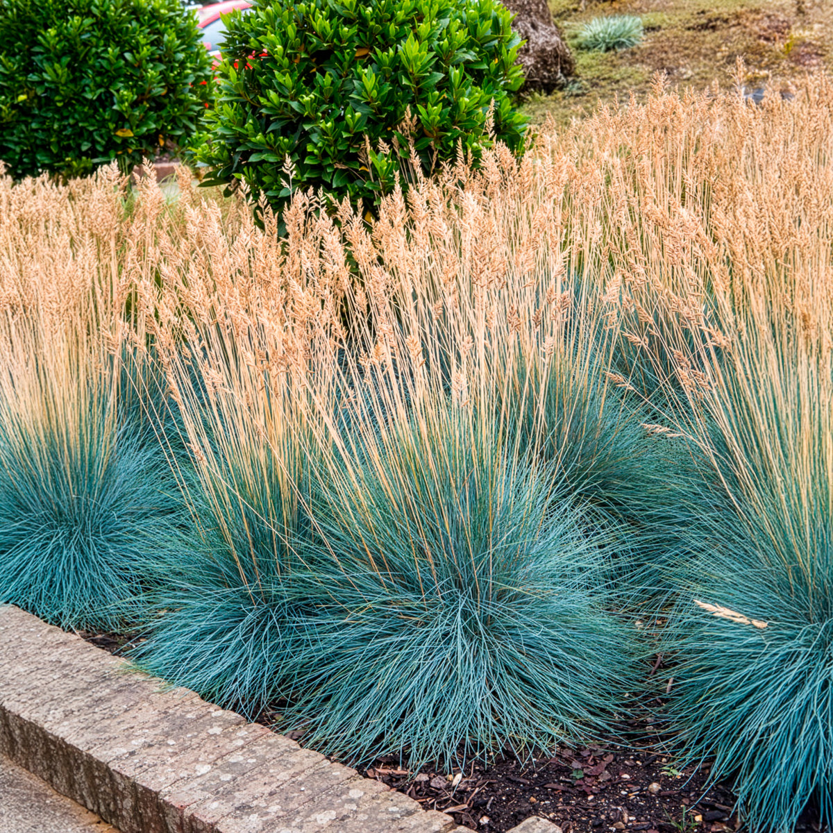 Festuca glauca Elijah Blue - Fétuque bleue Elijah Blue - Fétuque