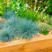 Fétuque bleue Elijah Blue - Festuca glauca Elijah Blue - Bakker