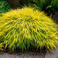 Hakonechloa macra all gold - Herbe du Japon All Gold - Herbe du Japon