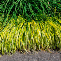 Herbe du Japon panachée Aureola - Hakonechloa macra aureola - Bakker