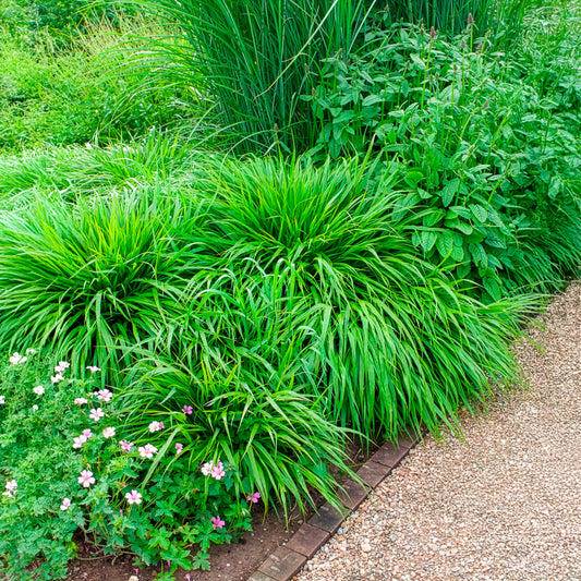 Herbe du Japon - Bakker