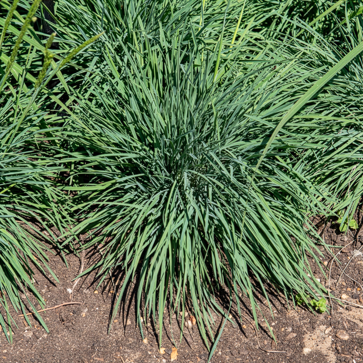 Koélérie bleue - Koeleria glauca - Bakker