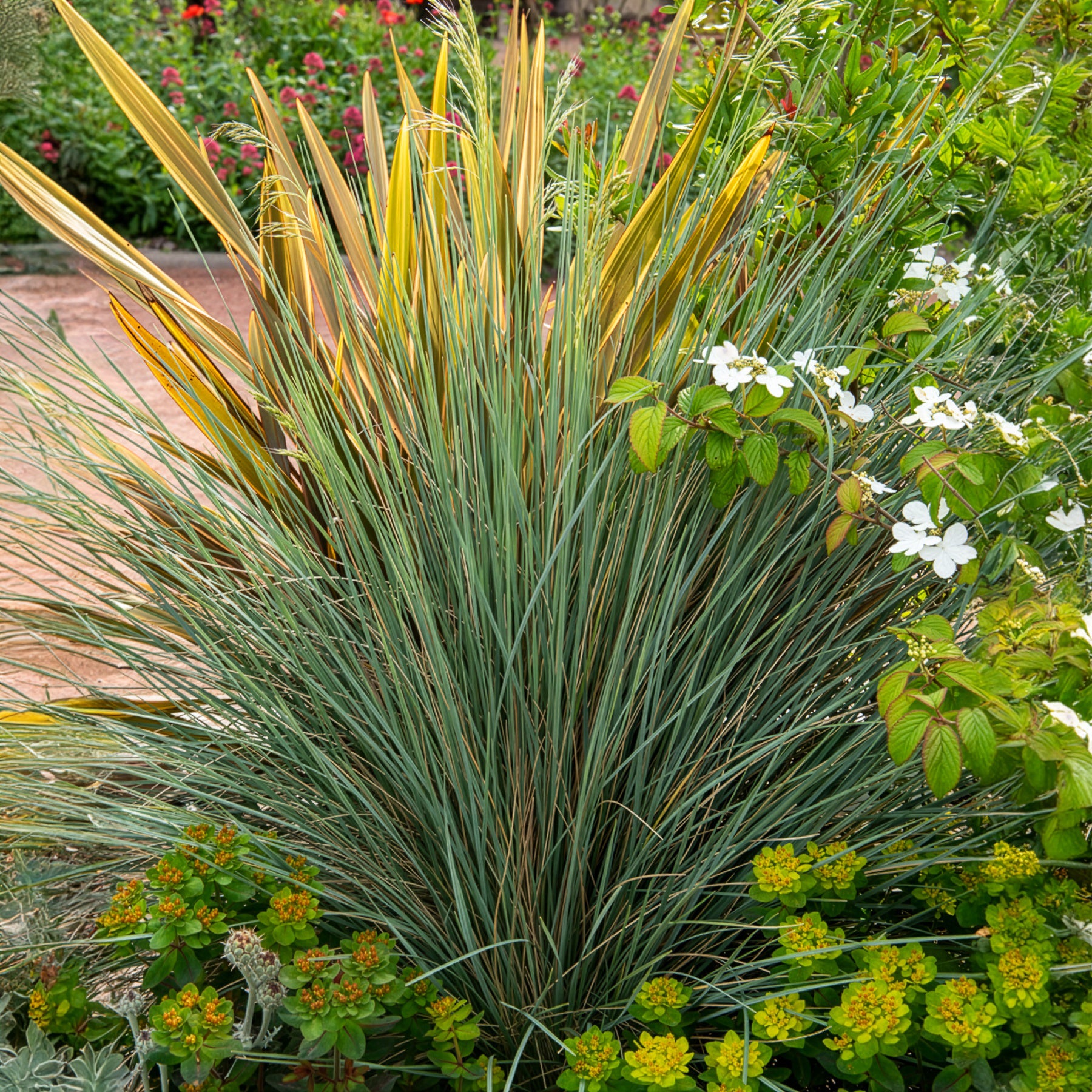 Koeleria glauca - Koélérie bleue - Graminées