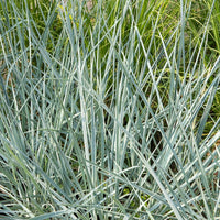Graminées - Seigle de mer Blue Dune - Leymus arenarius Blue Dune