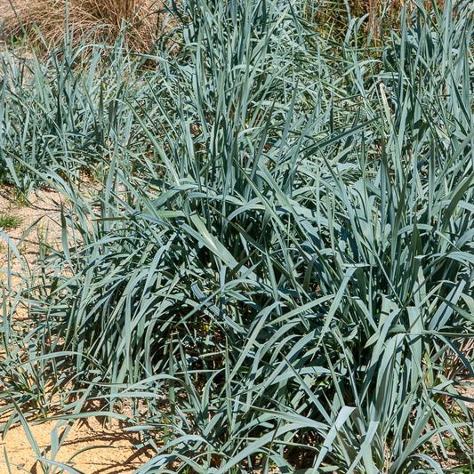 Seigle de mer - Bakker
