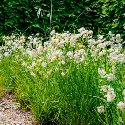 Luzule blanc de neige - Bakker