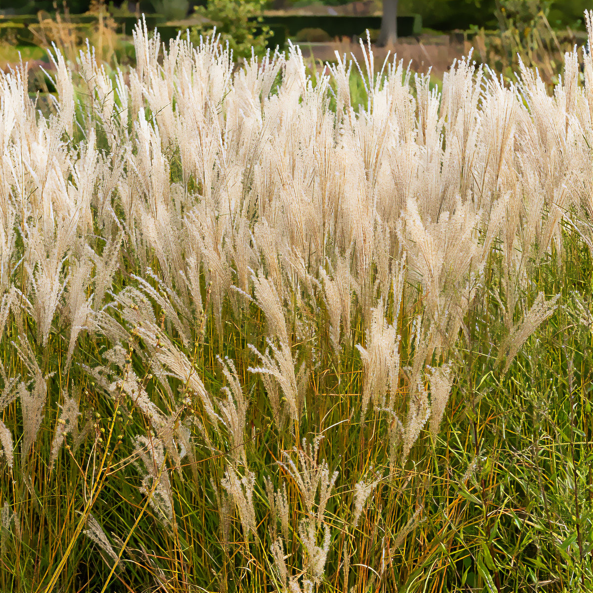 Eulalie Kleine Fontäne - Miscanthus sinensis kleine fontäne - Bakker