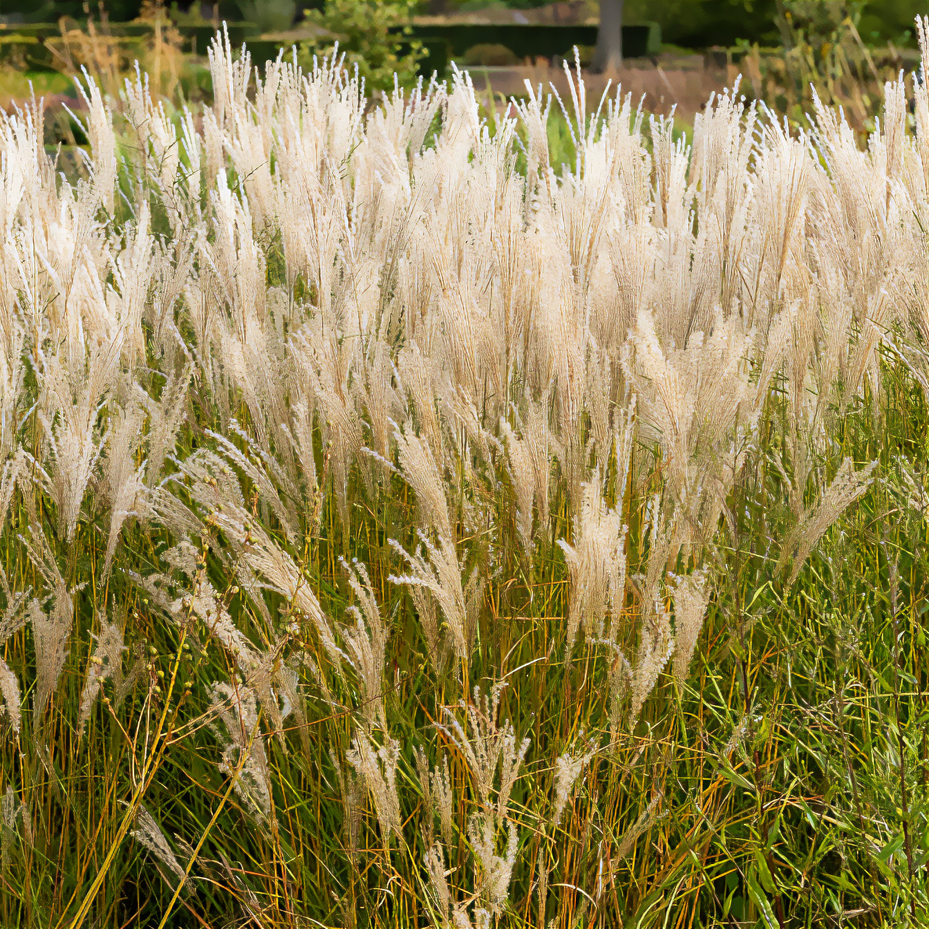 Eulalie Kleine Fontäne - Miscanthus sinensis kleine fontäne - Bakker
