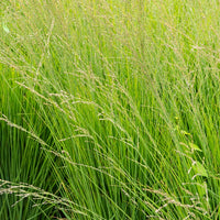 Molinia caerulea heidebraut - Molinie bleue Heidebraut - Graminées