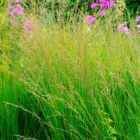 Graminées - Molinie bleue Heidebraut - Molinia caerulea heidebraut