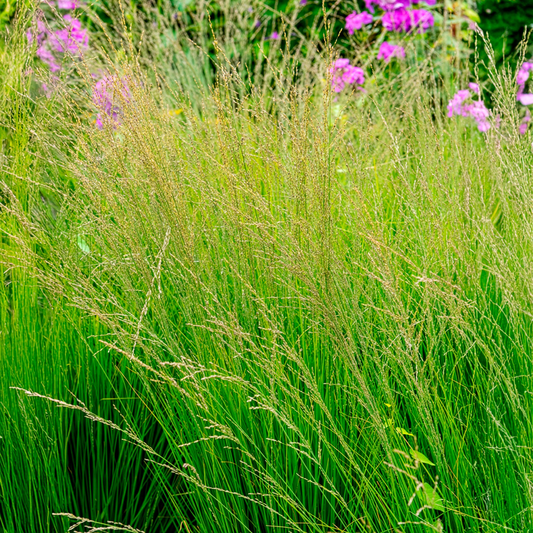 Graminées - Molinie bleue Heidebraut - Molinia caerulea heidebraut