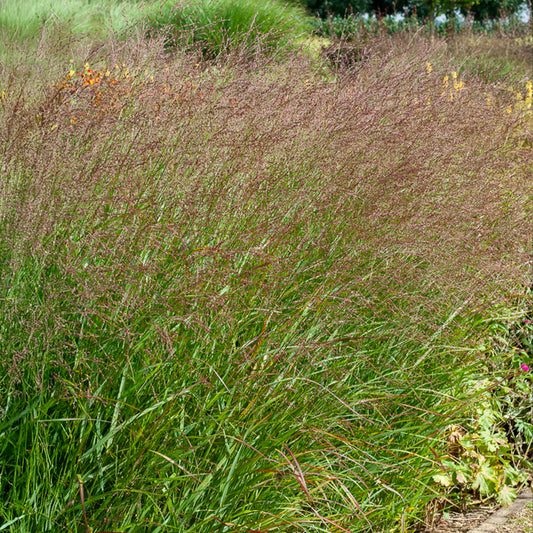 Panic érigé Shenandoah - Bakker