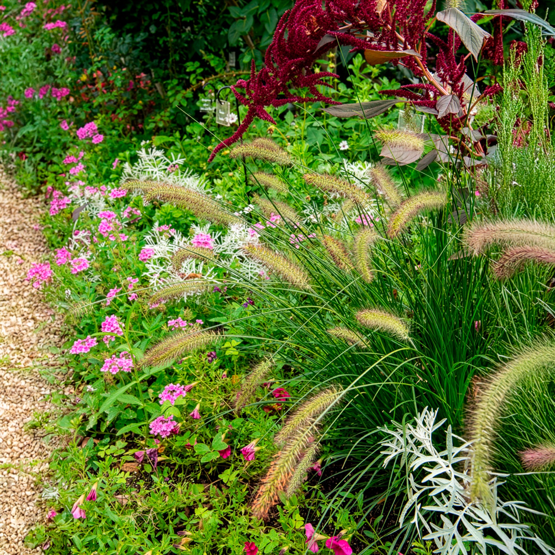 Herbe aux écouvillons Gelbstiel - Pennisetum - Bakker