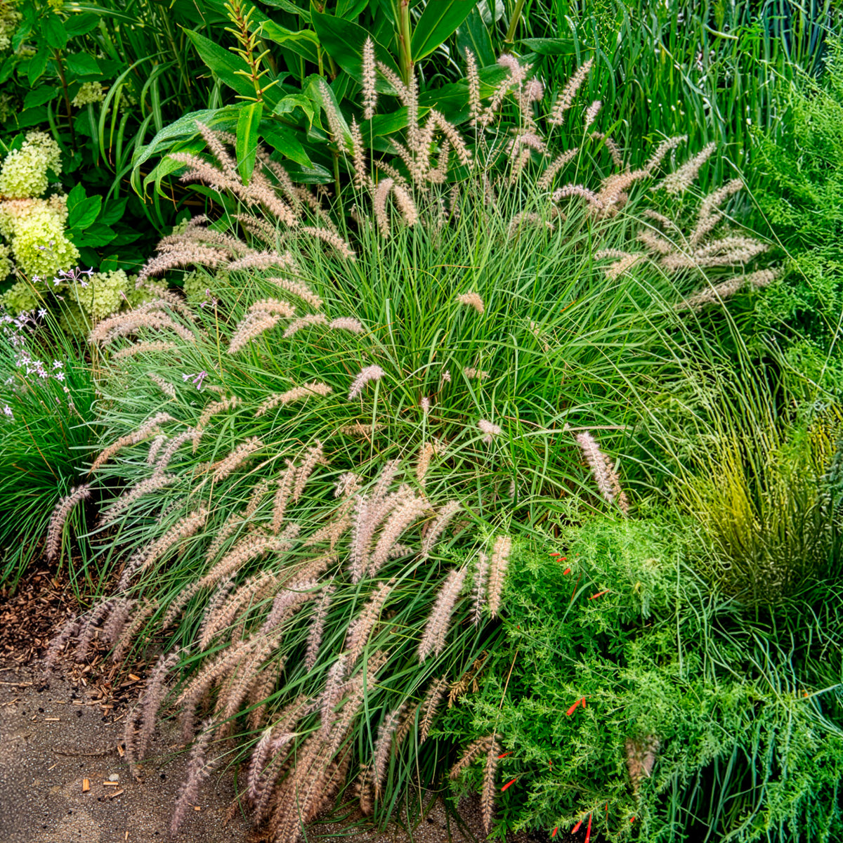 Herbe aux écouvillons Gelbstiel - Pennisetum - Pennisetum alopecuroides gelbstiel - Bakker