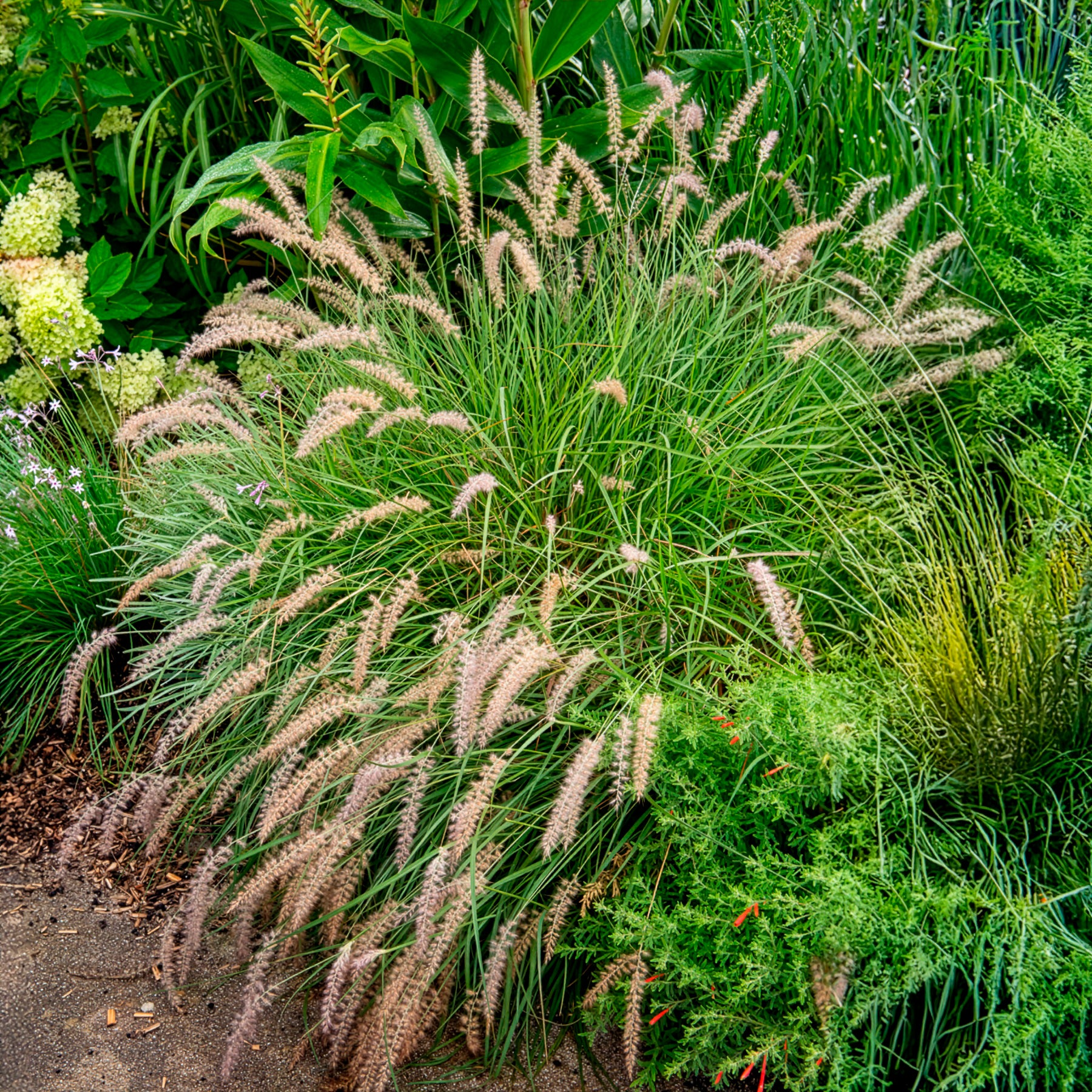 Herbe aux écouvillons Gelbstiel - Pennisetum - Pennisetum alopecuroides gelbstiel - Bakker