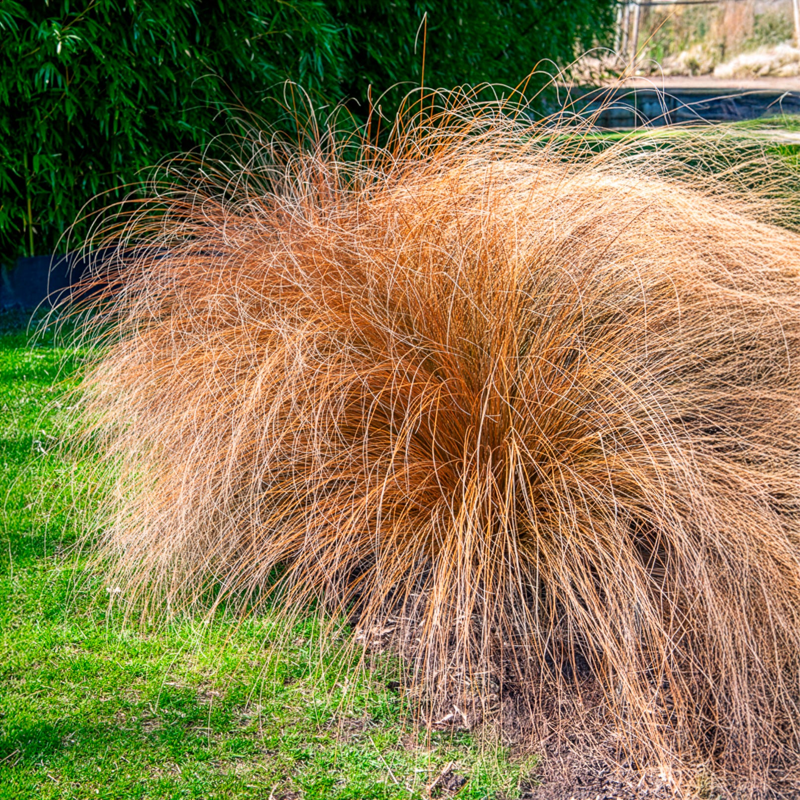 Herbe aux écouvillons Herbstzauber - Pennisetum - Pennisetum alopecuroides herbstzauber - Bakker