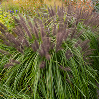 Pennisetum alopecuroides moudry - Herbe aux écouvillons Moudry - Pennisetum - Pennisetum