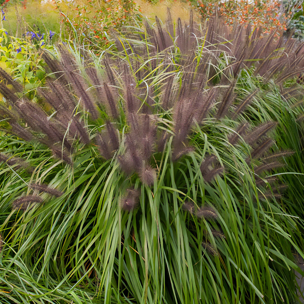 Pennisetum alopecuroides,Stipa tenuissima ,Festuca glauca - 3 graminées pour sol sec  - Graminées