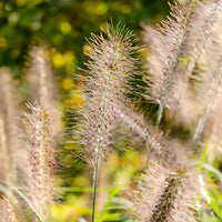 Herbe aux écouvillons Moudry - Pennisetum - Pennisetum alopecuroides moudry - Bakker