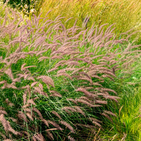 Vente Herbe aux écouvillons Karley Rose ® - Pennisetum - Pennisetum orientale Karley Rose ®