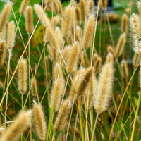 Pennisetum thunbergii Red Buttons - Herbe aux écouvillons Red Buttons - Pennisetum - Pennisetum