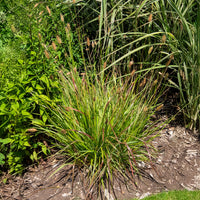 Vente Herbe aux écouvillons Red Buttons - Pennisetum