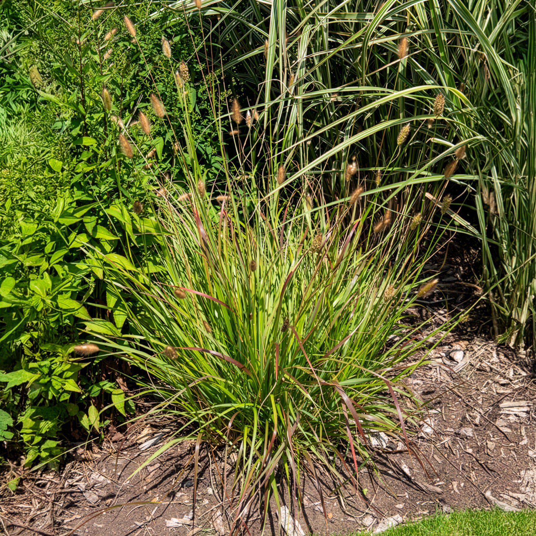 Vente Herbe aux écouvillons Red Buttons - Pennisetum