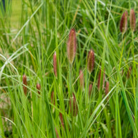 Pennisetum - Herbe aux écouvillons Red Buttons - Pennisetum - Pennisetum thunbergii Red Buttons