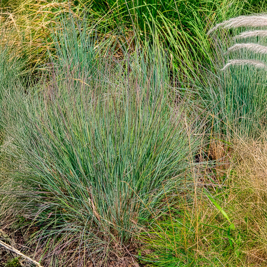 Schizachyrium scoparium - Bakker