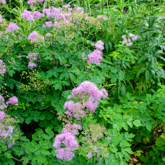 Pigamon Black Stockings - Bakker