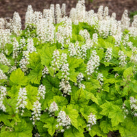 Tiarelle cordifoliée - Tiarella cordifolia - Bakker